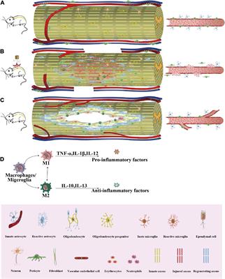 Restoration of spinal cord injury: From endogenous repairing process to cellular therapy
